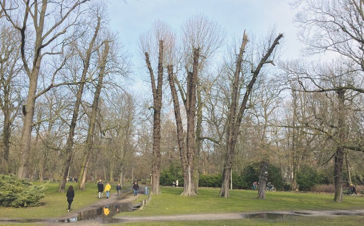 Bäume in historischen Parks leiden massiv unter Klimastress